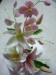 ĺílie, hrachor, orchidea